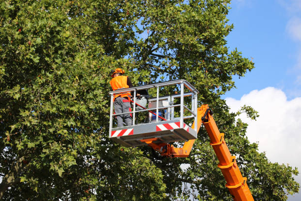 Best Emergency Storm Tree Removal  in USA